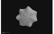 Enlarge image of Seastar