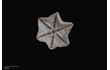 Enlarge image of Five-armed Cushion Star