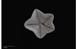 Enlarge image of Seastar