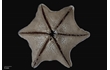 Enlarge image of Seastar