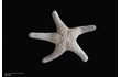 Enlarge image of Seastar