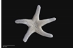 Enlarge image of Seastar