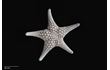 Enlarge image of Seastar