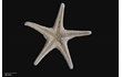 Enlarge image of Seastar