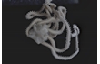 Enlarge image of Brittle Star