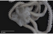 Enlarge image of Brittle Star