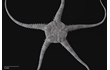 Enlarge image of Brittle Star