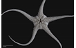 Enlarge image of Brittle Star