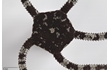 Enlarge image of Brittle Star