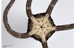 Enlarge image of Brittle Star