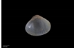 Enlarge image of Bivalve Mollusc