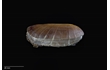 Enlarge image of Bivalve Mollusc