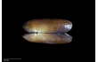 Enlarge image of Bivalve Mollusc