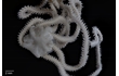 Enlarge image of Brittle Star