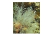 Enlarge image of Hydroid