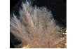 Enlarge image of Hydroid