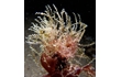 Enlarge image of Hydroid