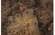 Enlarge image of Sponge