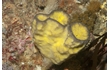 Enlarge image of Sponge