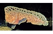Enlarge image of Warty Prowfish