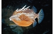 Enlarge image of Shaw's Cowfish