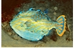 Enlarge image of Shaw's Cowfish