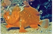 Enlarge image of Prickly Anglerfish