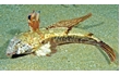 Enlarge image of Painted Stinkfish