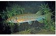 Enlarge image of Trout Galaxias