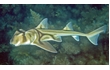 Enlarge image of Port Jackson Shark