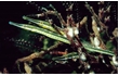 Enlarge image of Halfbanded Pipefish