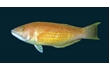 Enlarge image of Rosy Wrasse