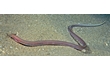 Enlarge image of Shorthead Worm Eel