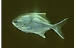 Enlarge image of Sea Sweep