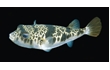 Enlarge image of Smooth Toadfish