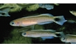 Enlarge image of Southern Hulafish
