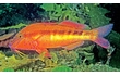 Enlarge image of Bluespotted Goatfish