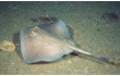 Enlarge image of Sparsely-spotted Stingaree