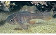Enlarge image of Southern Cardinalfish