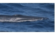 Enlarge image of Bryde's Whale