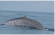 Enlarge image of Blue Whale