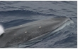 Enlarge image of Fin Whale