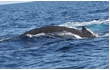 Enlarge image of Humpback Whale