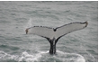 Enlarge image of Humpback Whale