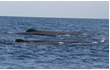 Enlarge image of Sperm Whale