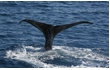 Enlarge image of Sperm Whale
