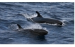 Enlarge image of False Killer Whale