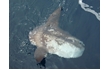 Enlarge image of Ocean Sunfish