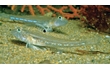 Enlarge image of Opalescent Sandgoby