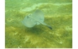 Enlarge image of Sparsely-spotted Stingaree